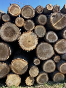 Prodám topol 3m - fotka 1